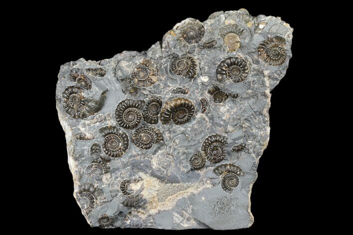 Ammonite (Promicroceras) Cluster - Marston Magna, England #176367